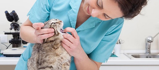 Cuánto cuesta esterilizar una gata